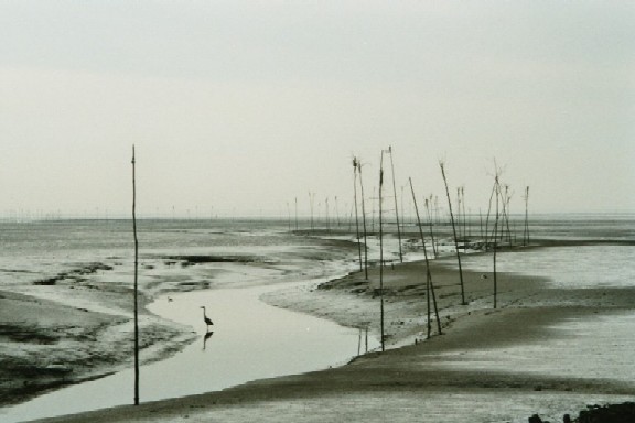 Watt wandert so silbrig durch den Morast, ein Reiher, fischend, ganz ohne Hast...